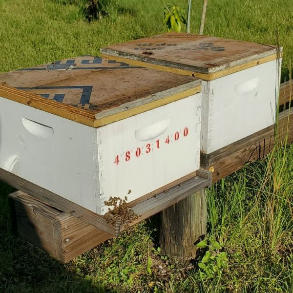 Bee nuc frames