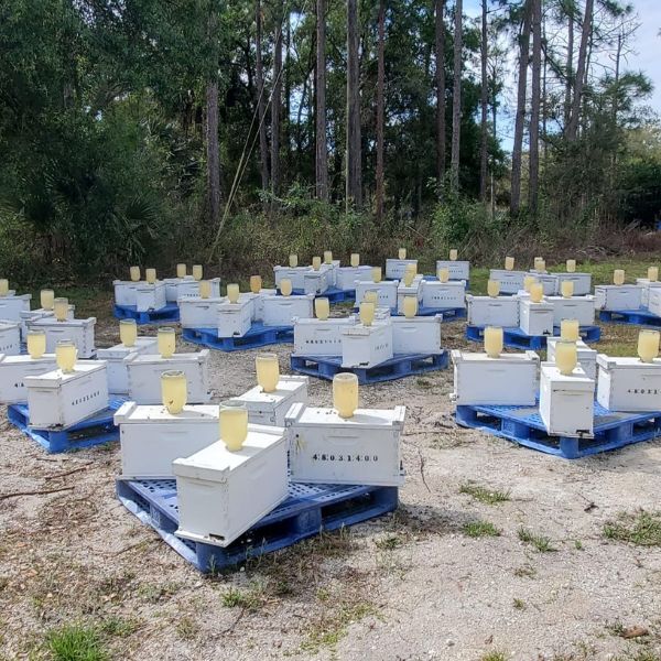 Bee nuc colony with queen