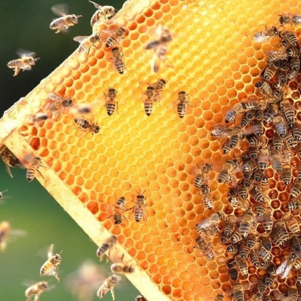 X Honey beekeeping