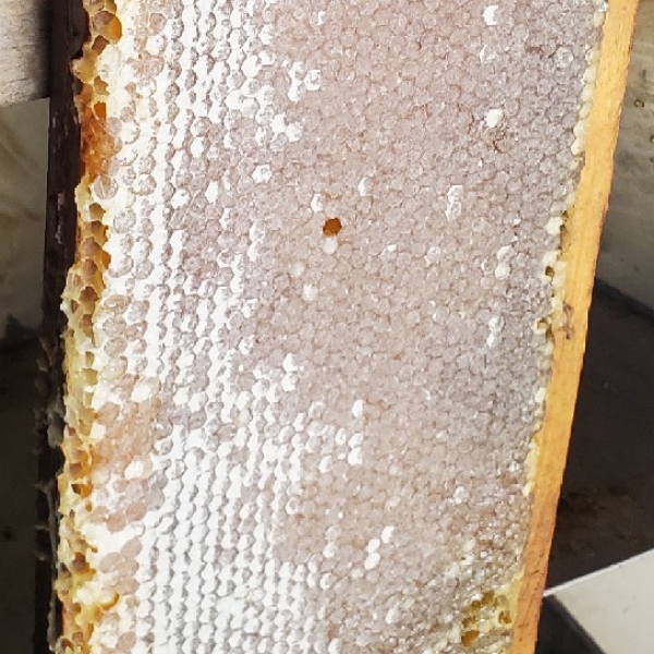 Raw honey close up